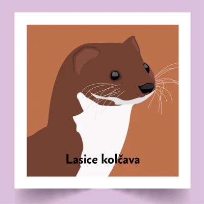 Pexeso Koho potkáš v lese