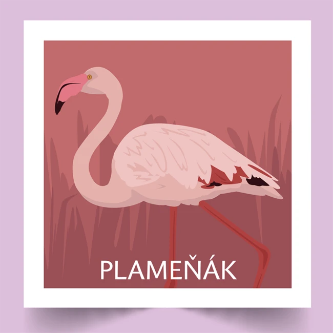 Pexeso Ptáci